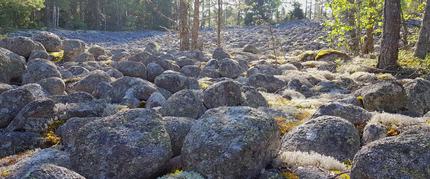 Varikattilanmäen pirunpelto, eli jääkauden muodostama muinaisranta aamuauringossa