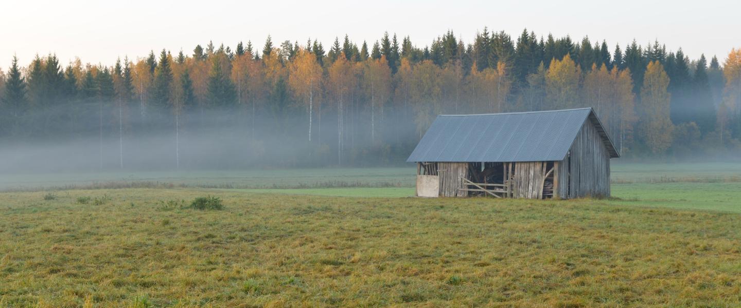 Lato keskellä peltoa 