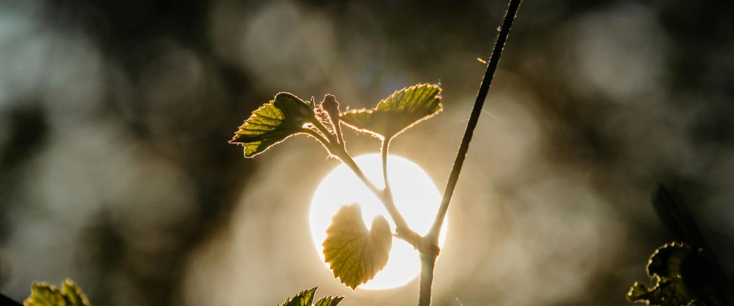 Oksa auringonvalossa 