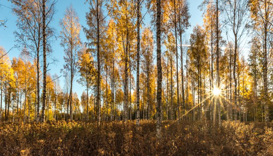 Syksyinen koivikko, jonka takaa aurinko paistaa lähes taivaanrannasta. Sininen taivas.